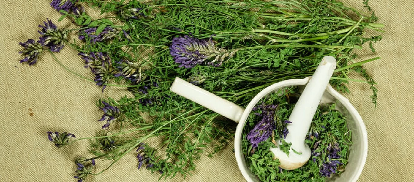 Θα σας «σώσουν»: Αυτά είναι βότανα που κόβουν την όρεξη… «μαχαίρι»